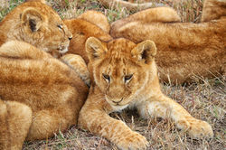 2019 Tanzânia, Serengeti