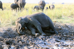 cruzeiro no Rio Chobe
