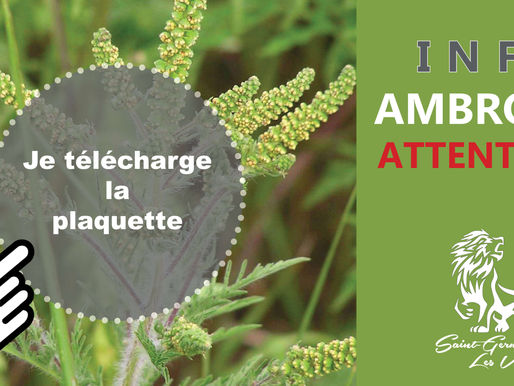 INFO SUR L'AMBROISIE