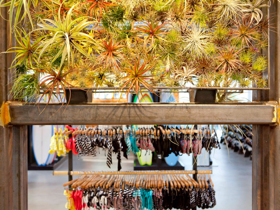 airplants and bikinis.jpg