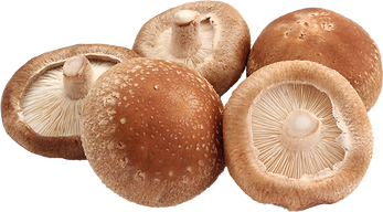 shiitake.png