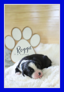 Reggie7