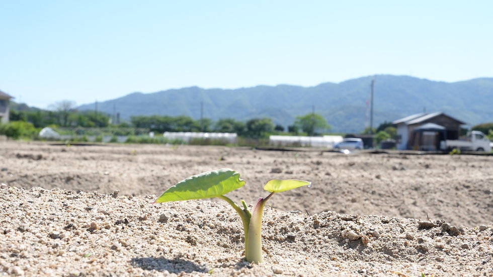 箕島の砂地で作る里芋