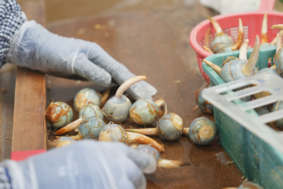 くわいを洗う様子