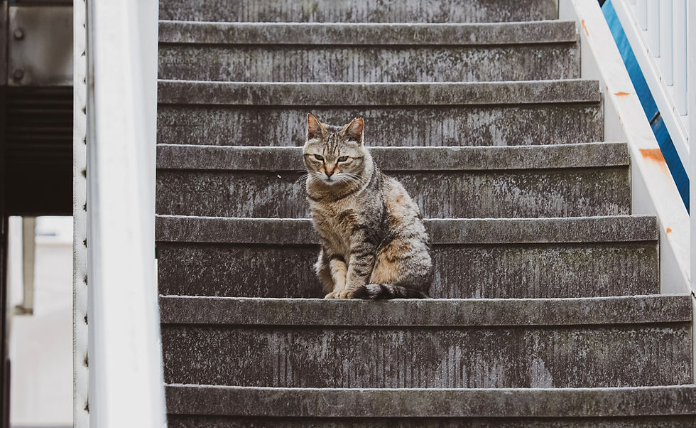 尾道の猫
