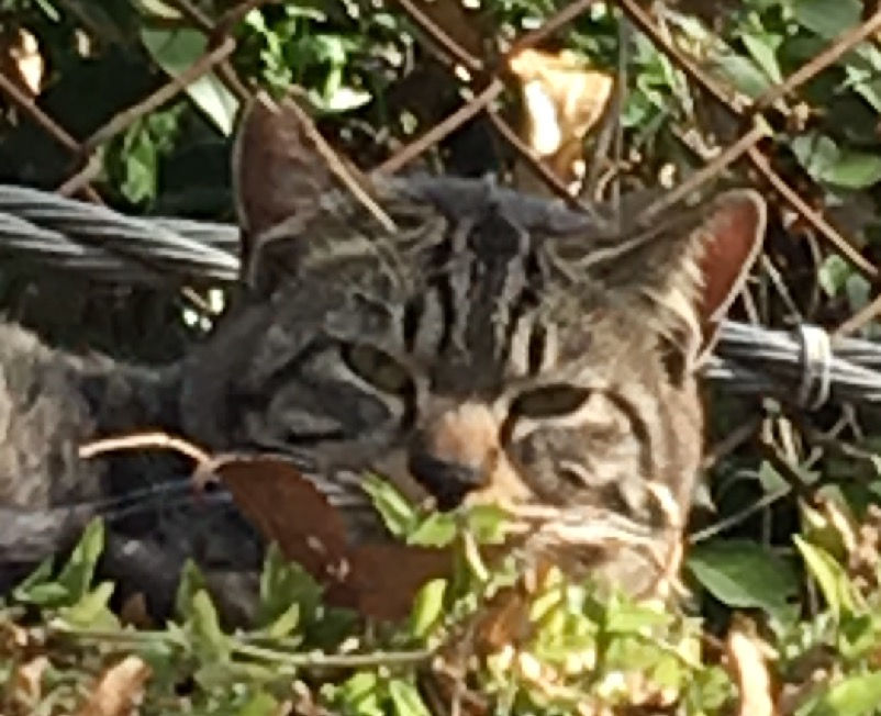 耳カットの猫
