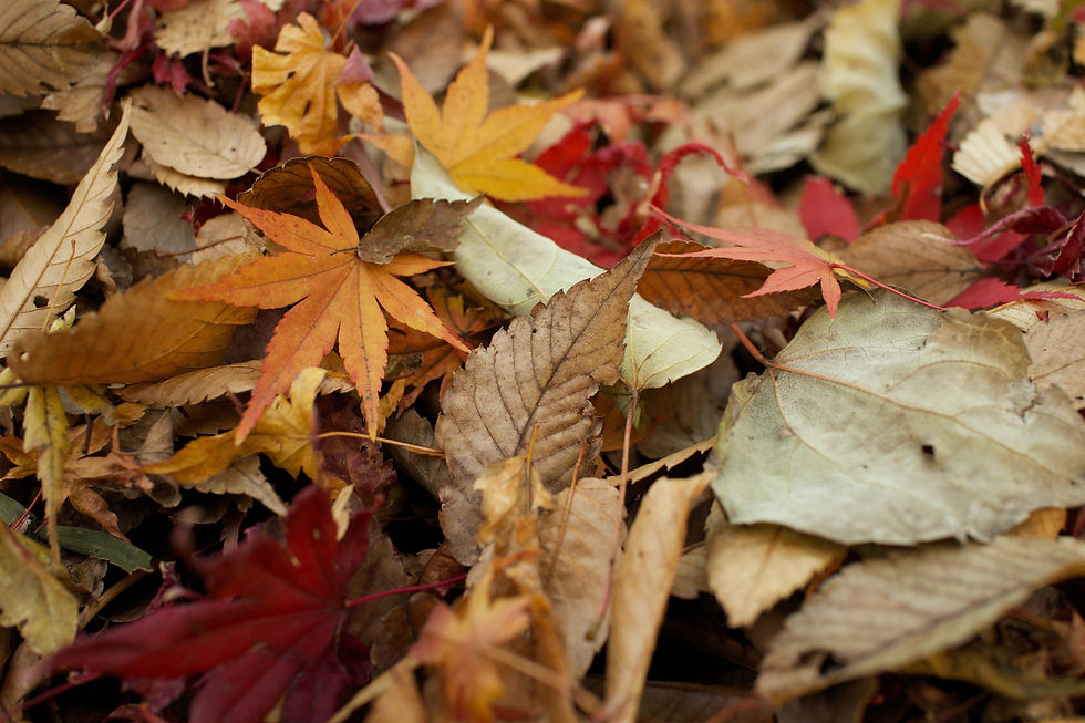 Fall Security & Building Maintenance