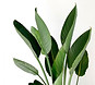 Green Leaves_edited_edited.jpg