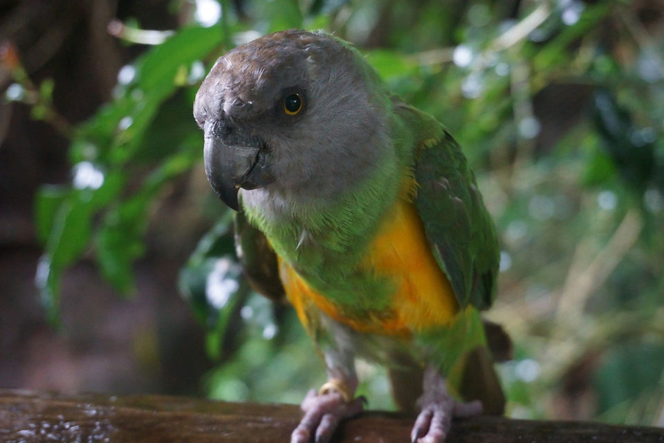 Birds of Eden Sanctuary