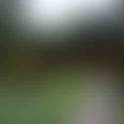 Finca Mystica, Ometepe Island