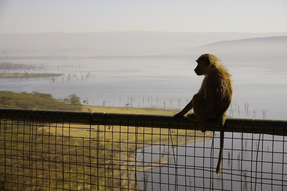 Baby Baboon
