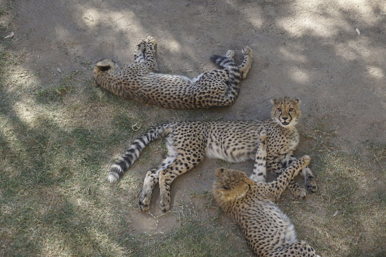 Cheetahs at Cango Wildlife Reserve