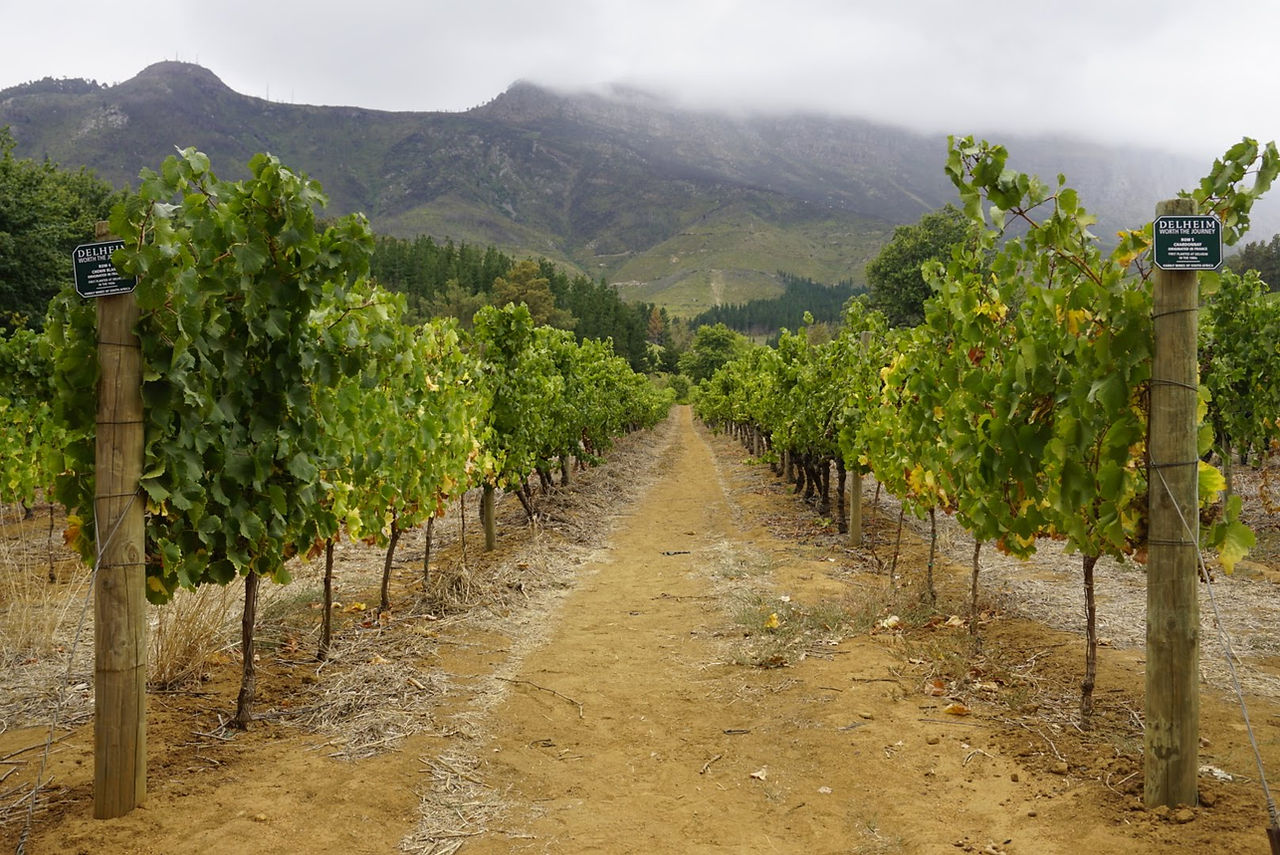 Stellenbosch Wine Tour