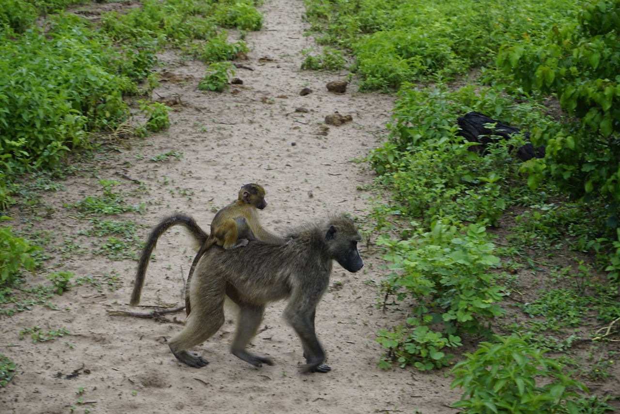 Baboon and baby in Chobe National Park, Botswana