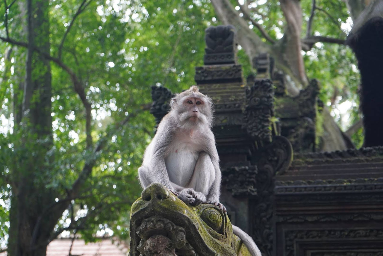 Monkey Forest