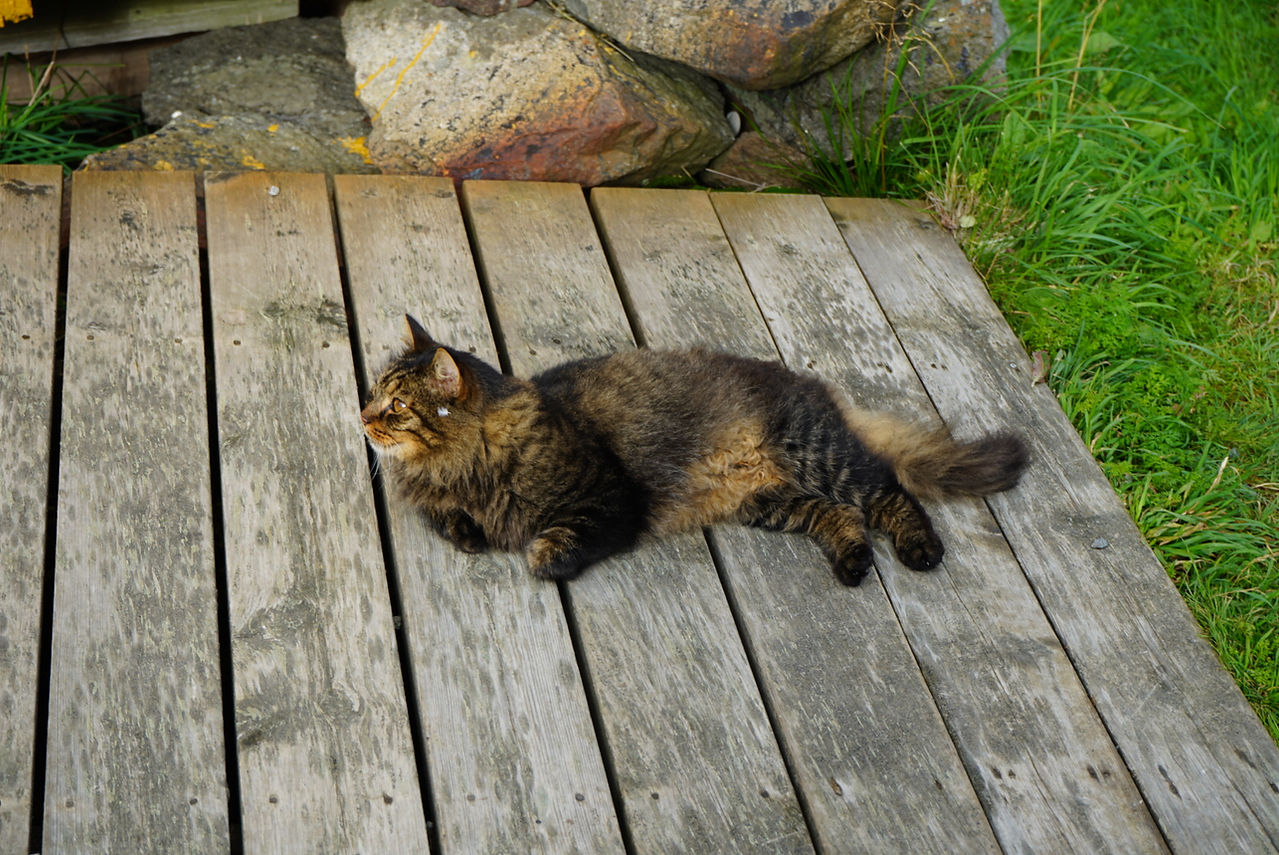 A cat laying on a wooden platform.