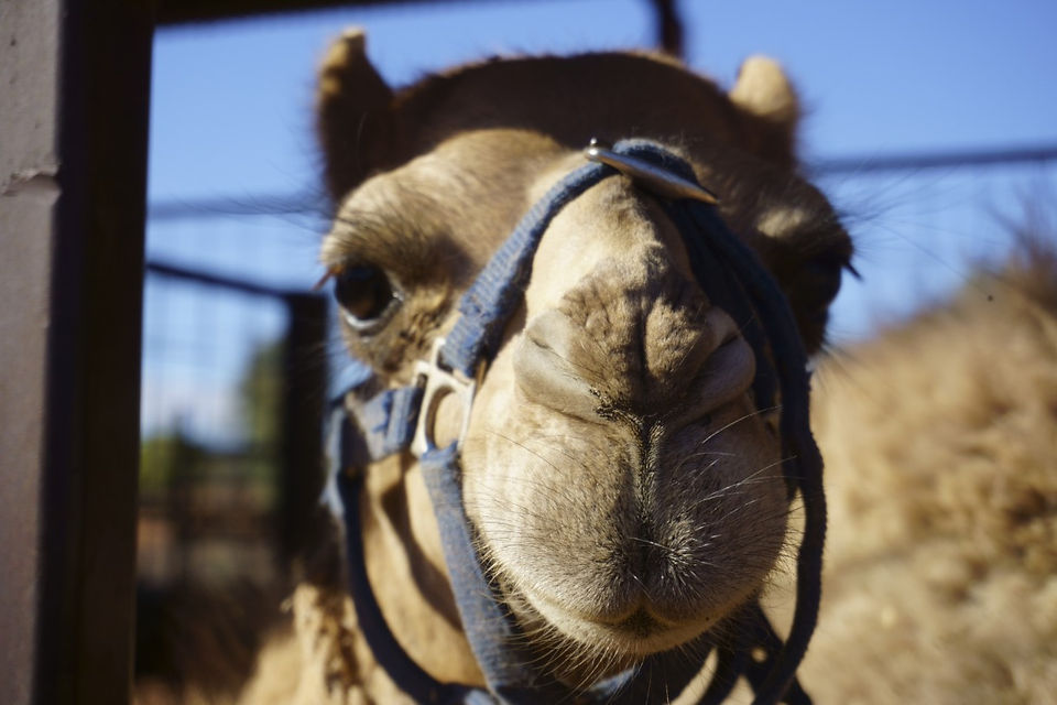 Camel at Camel Farm