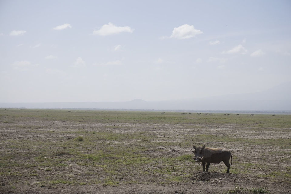 Warthog in Amboseli Ntnl. Park