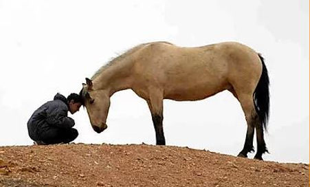 begeleiding, coaching en therapie met paarden