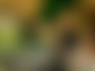 GREEN ISLAND FESTIVAL DROPS FIRST WAVE LINE-UP FOR 2026