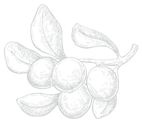 Shea Butter.png