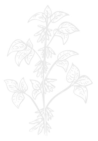 Soybean copy.jpg
