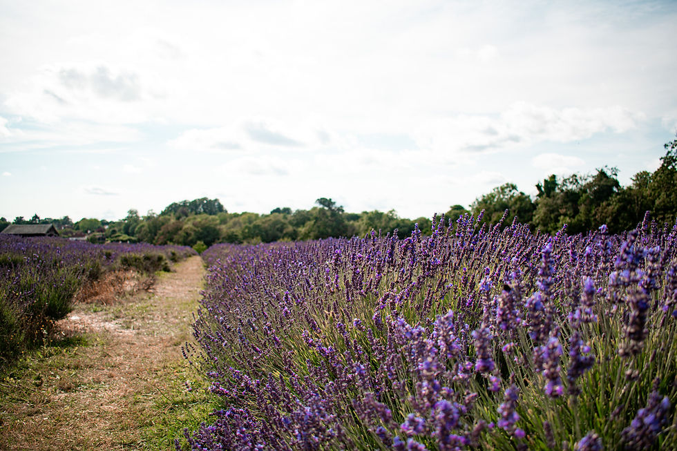 Out Of London: Mayfield Lavender Farms