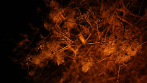 TO ONLY NOT KNOW — Exposition de Dorothy Hunter 