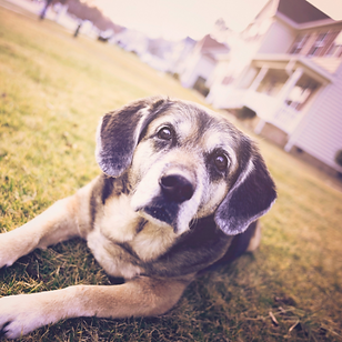 Untitled design (3).png