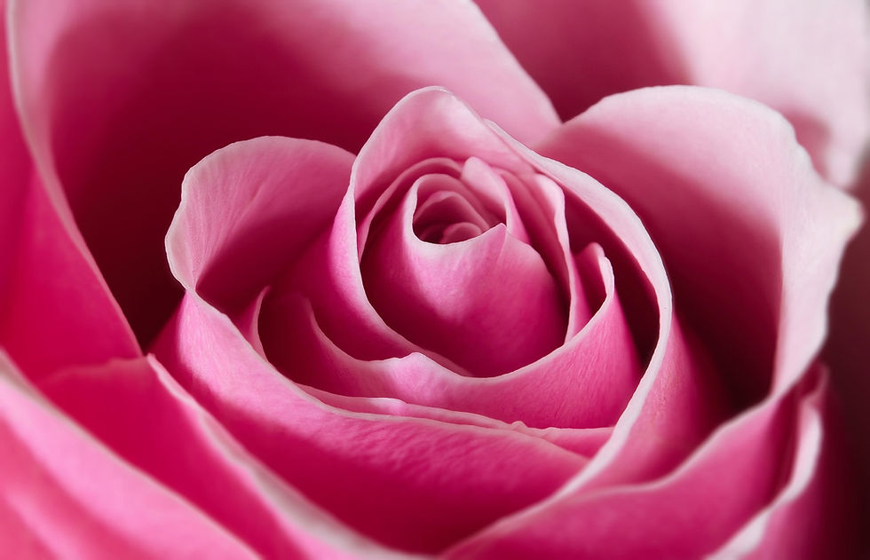 illuvis-rose-7863172_1920.jpg
