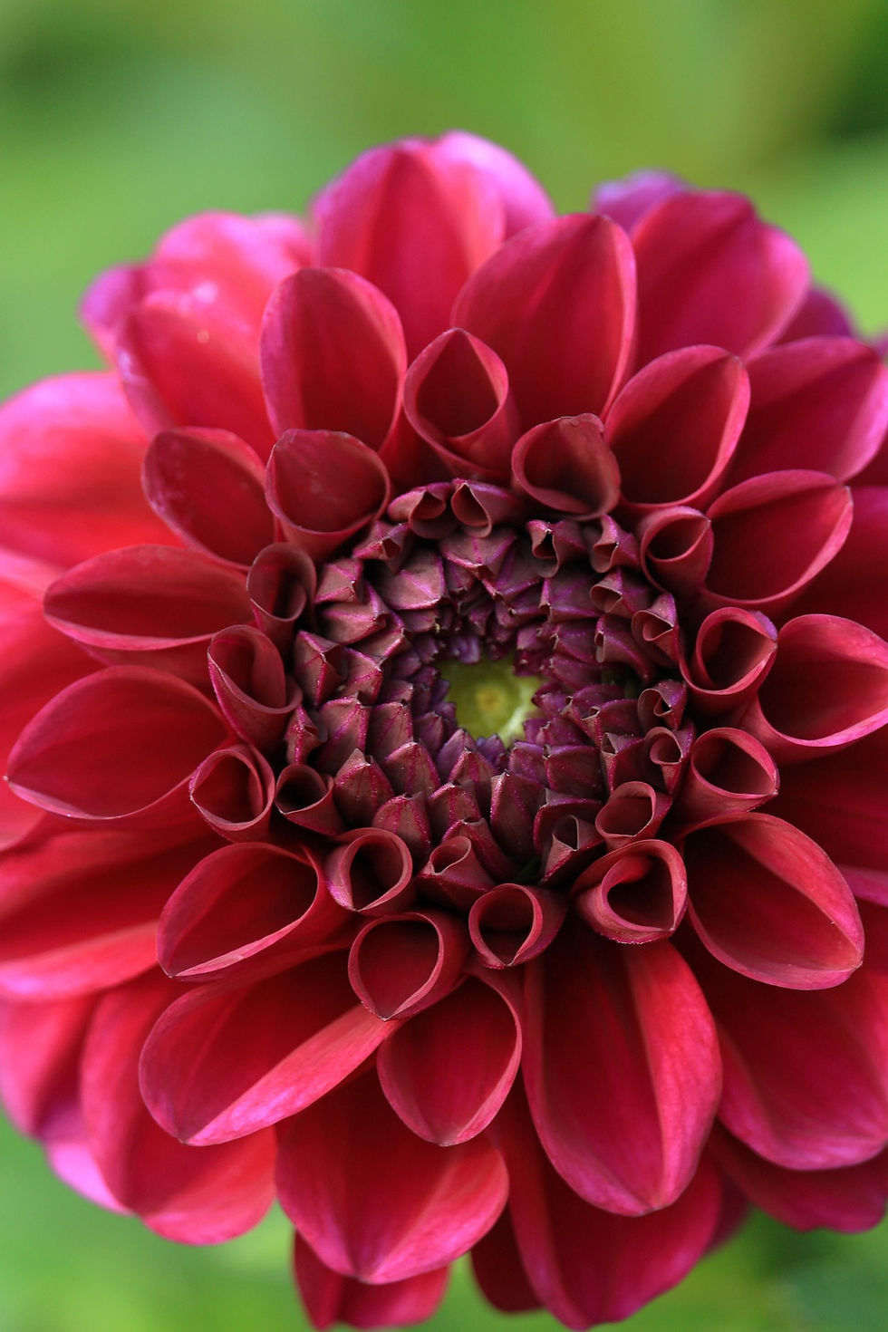 kriemer-dahlia-8220659_1920.jpg