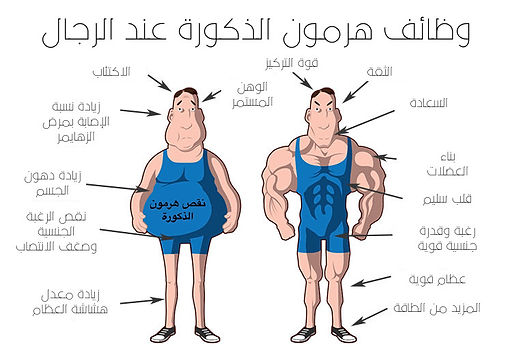 وظائف هرمون الذكورة التستوستيرون