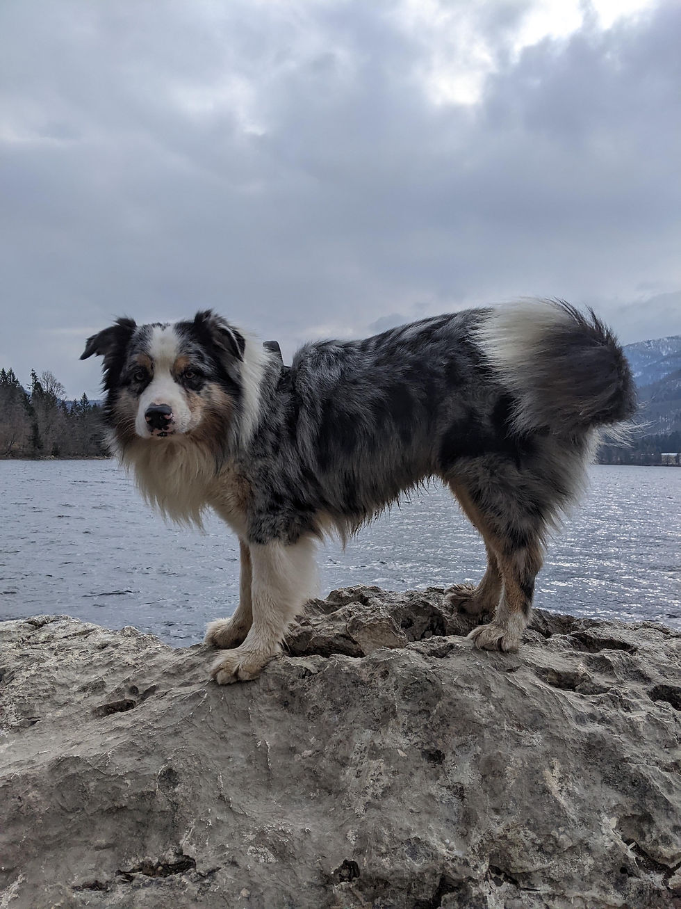 Australian Shepherd stands on a rocky ledge by a lake, with a cloudy sky and distant trees in the background. Fur is black, white, and gray.