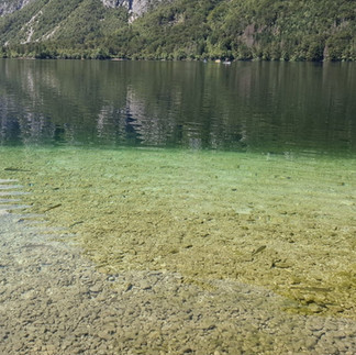 Aufnahme des Uferbereichs am Wocheiner See, auf der die grüne Verfärbung des Wassers und der Steine durch massives Algenwachstum deutlich erkennbar ist.
