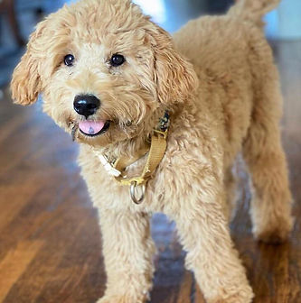 brandis pup.jpg