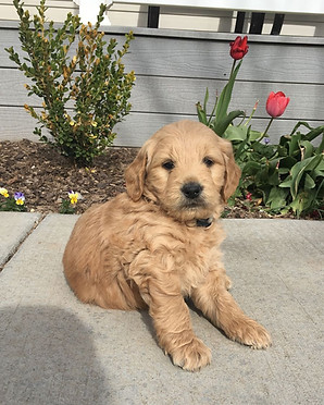 Mini Golden Doodle Dog