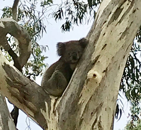 The Man in the Tree — a short story