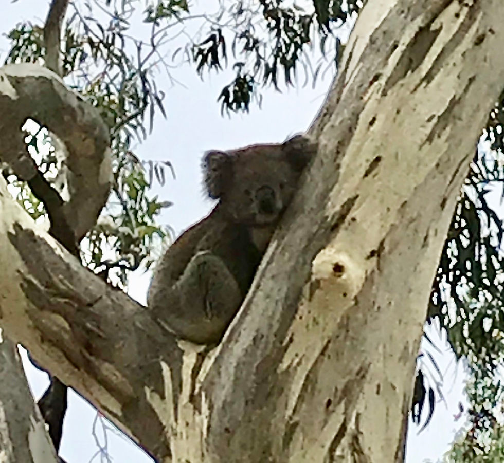 The Man in the Tree — a short story