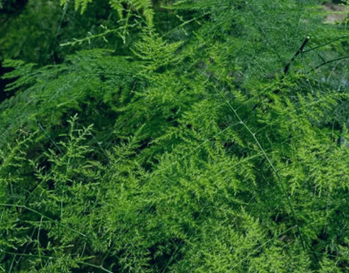 Plumosus (Asparagus Plumosus)