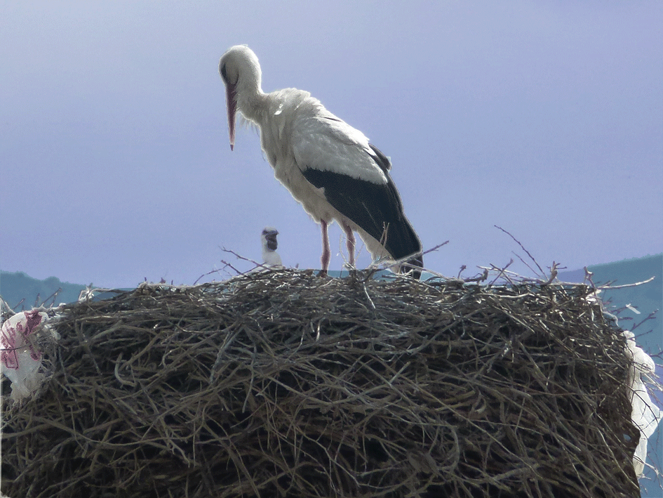 l'autre-cigogne.gif