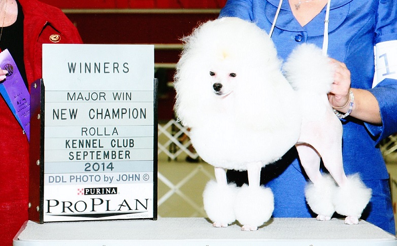 silverado miniature poodles