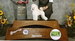 Custom Poodles White toy poodle