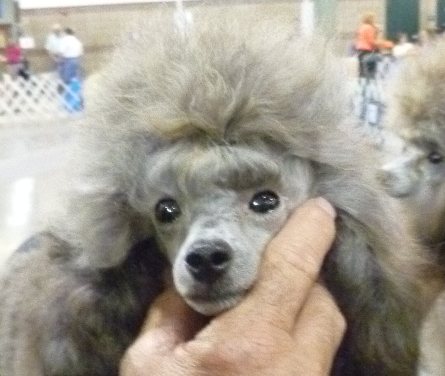 silverado miniature poodles