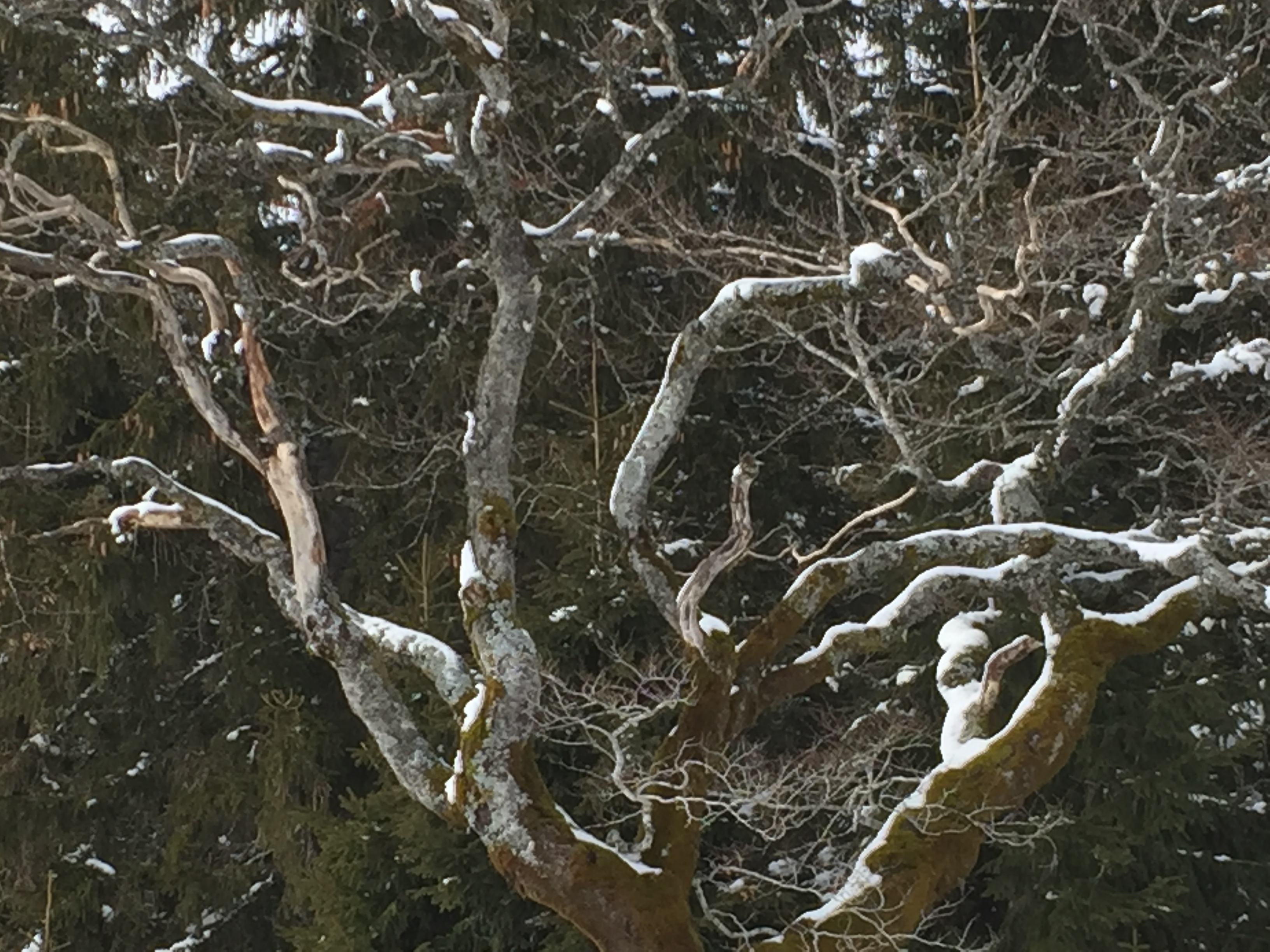 Petit Eloge De L Optimisme