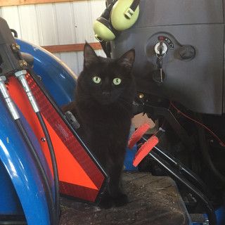 Miss Kitty