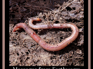Messages & Medicine from Earthworm