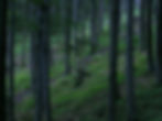Forest_edited.jpg