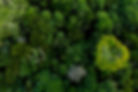 canopy eco era.jpeg