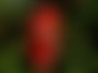 Suzi Analogue Premieres New Song "Wildflowrr" From New Audio Visual Tape ZONEZ V.3 Ahead o