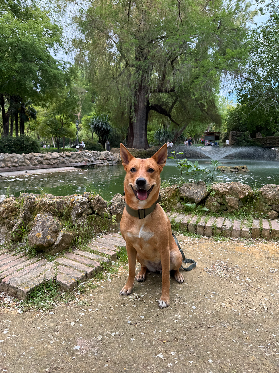 This photo of Roo was taken in Seville, Spain 2025 just after a heat cycle..